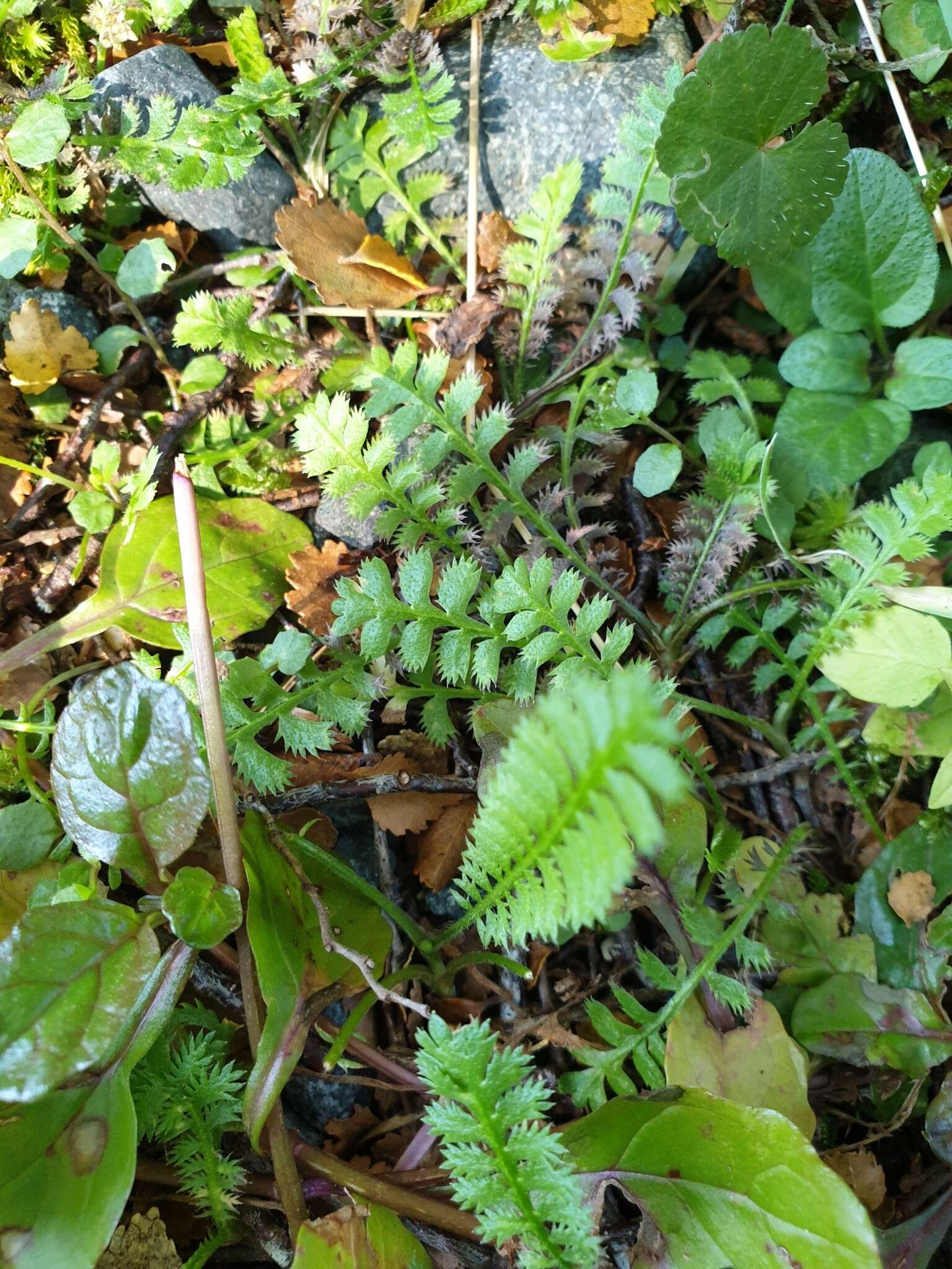 صورة Leptinella squalida Hook. fil.