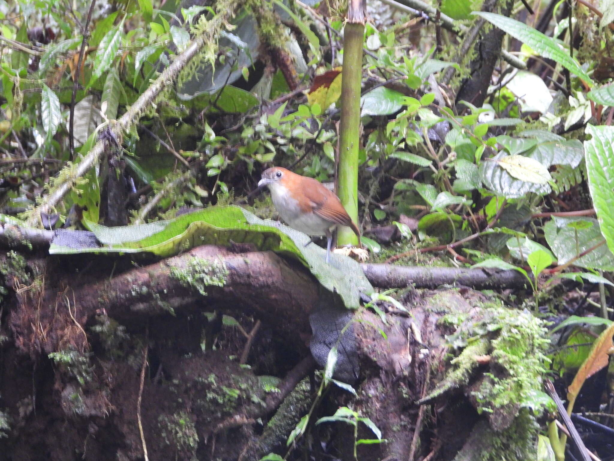 Image of White-bellied Antpitta