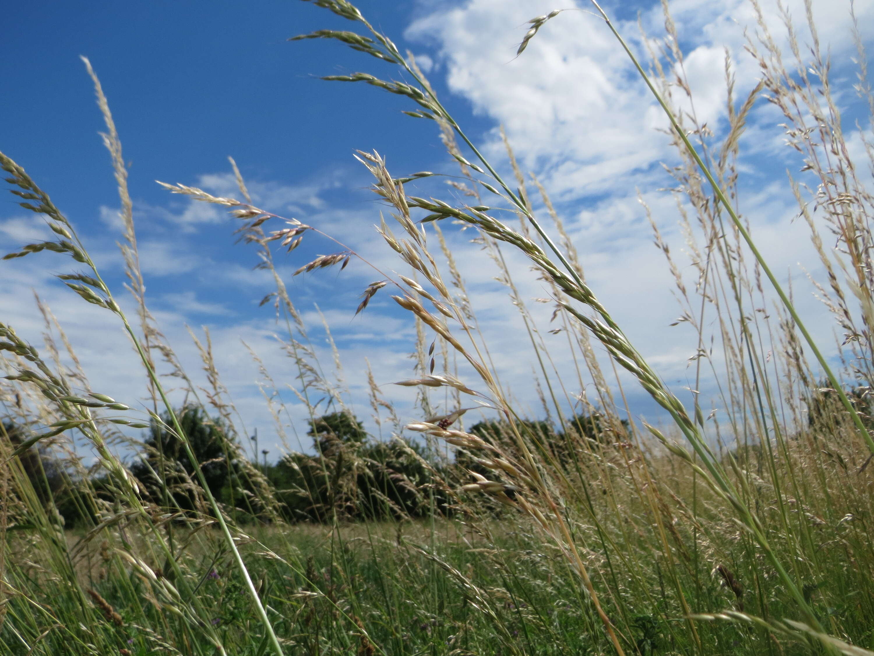 Image of Button Grass