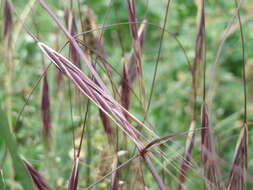 Imagem de Bromus sterilis L.