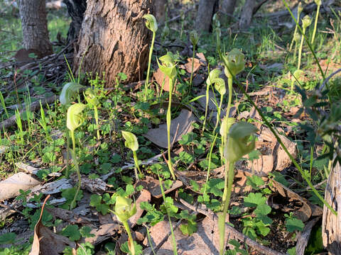 Слика од Pterostylis curta R. Br.