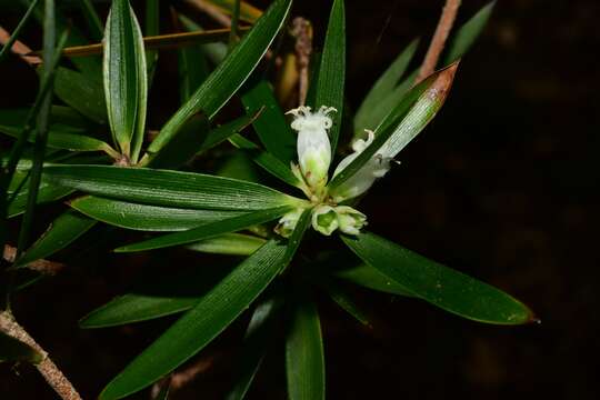 Plancia ëd Cyathodes platystoma C. M. Weiller