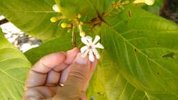 Image of Beach Gardenia