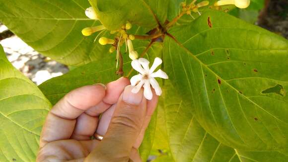 Image of Guettarda speciosa L.