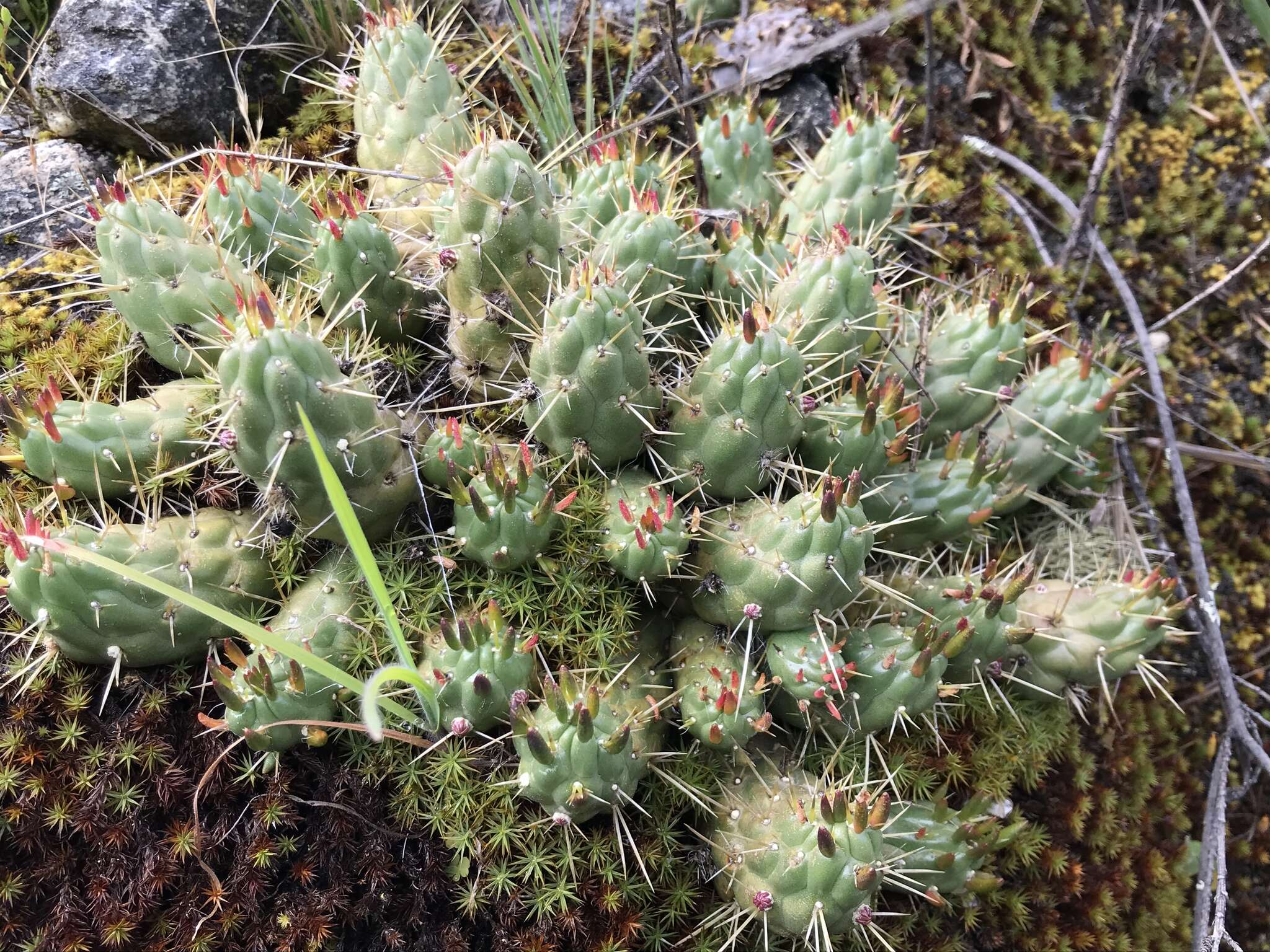 Plancia ëd Austrocylindropuntia floccosa (Salm-Dyck) F. Ritter