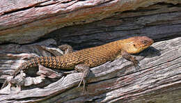 Image of Cunningham's skink