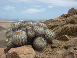 Image of Copiapoa longistaminea F. Ritter