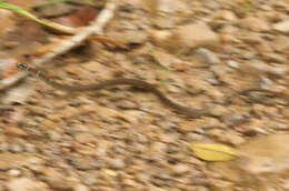 Image of Guatemala Neckband Snake