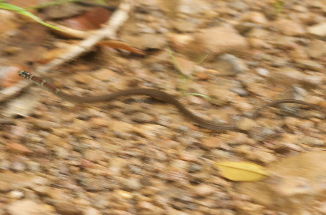 Image of Guatemala Neckband Snake