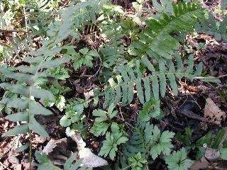 Image of common polypody