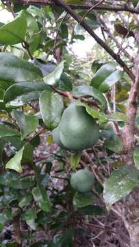 Image of Salacia madagascariensis (Lam.) DC.