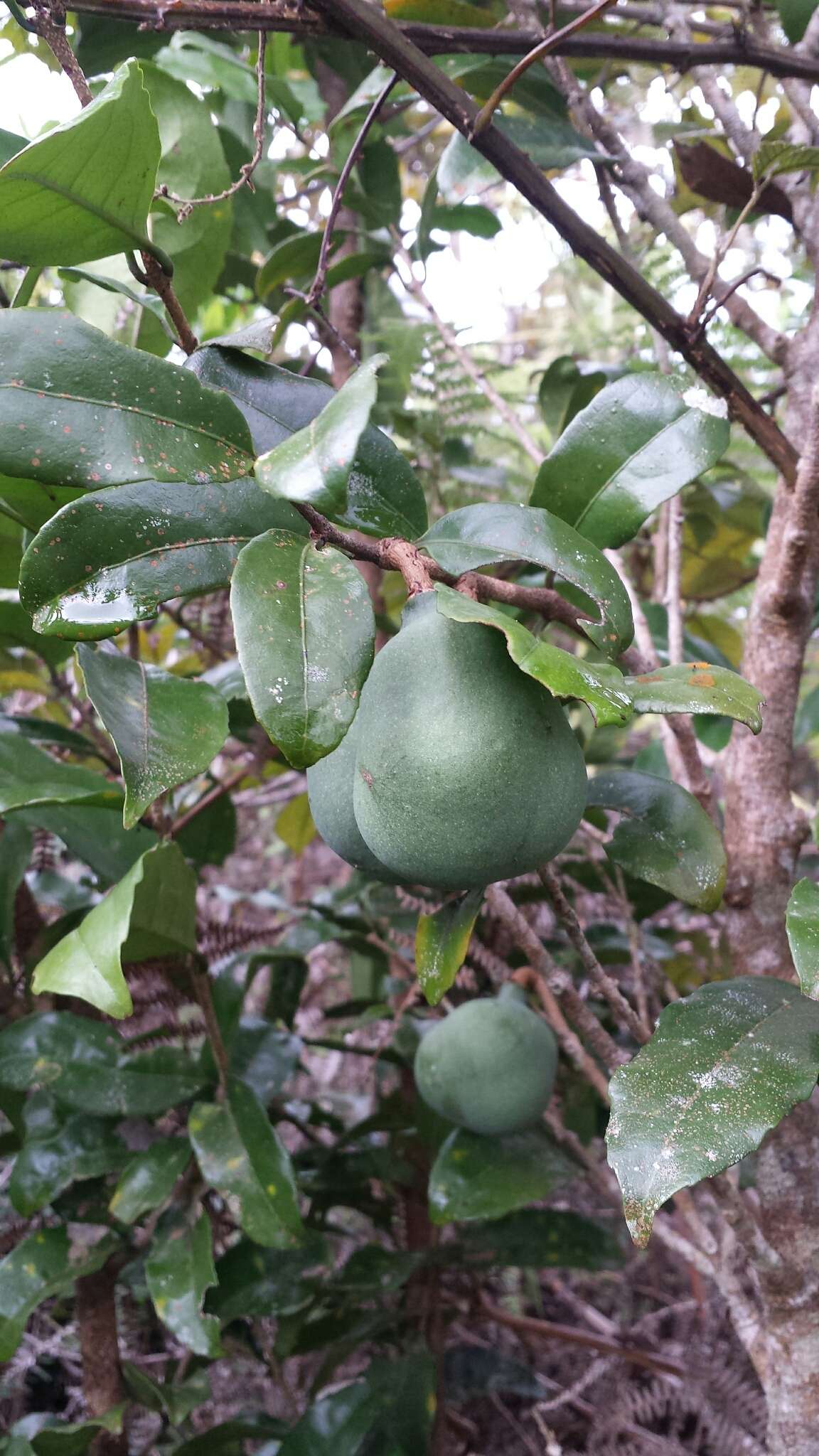 Image de Salacia madagascariensis (Lam.) DC.