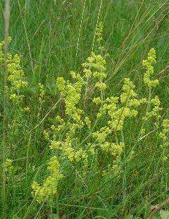 Image of Lady's Bedstraw