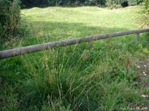 Image of Tufted Hair-grass