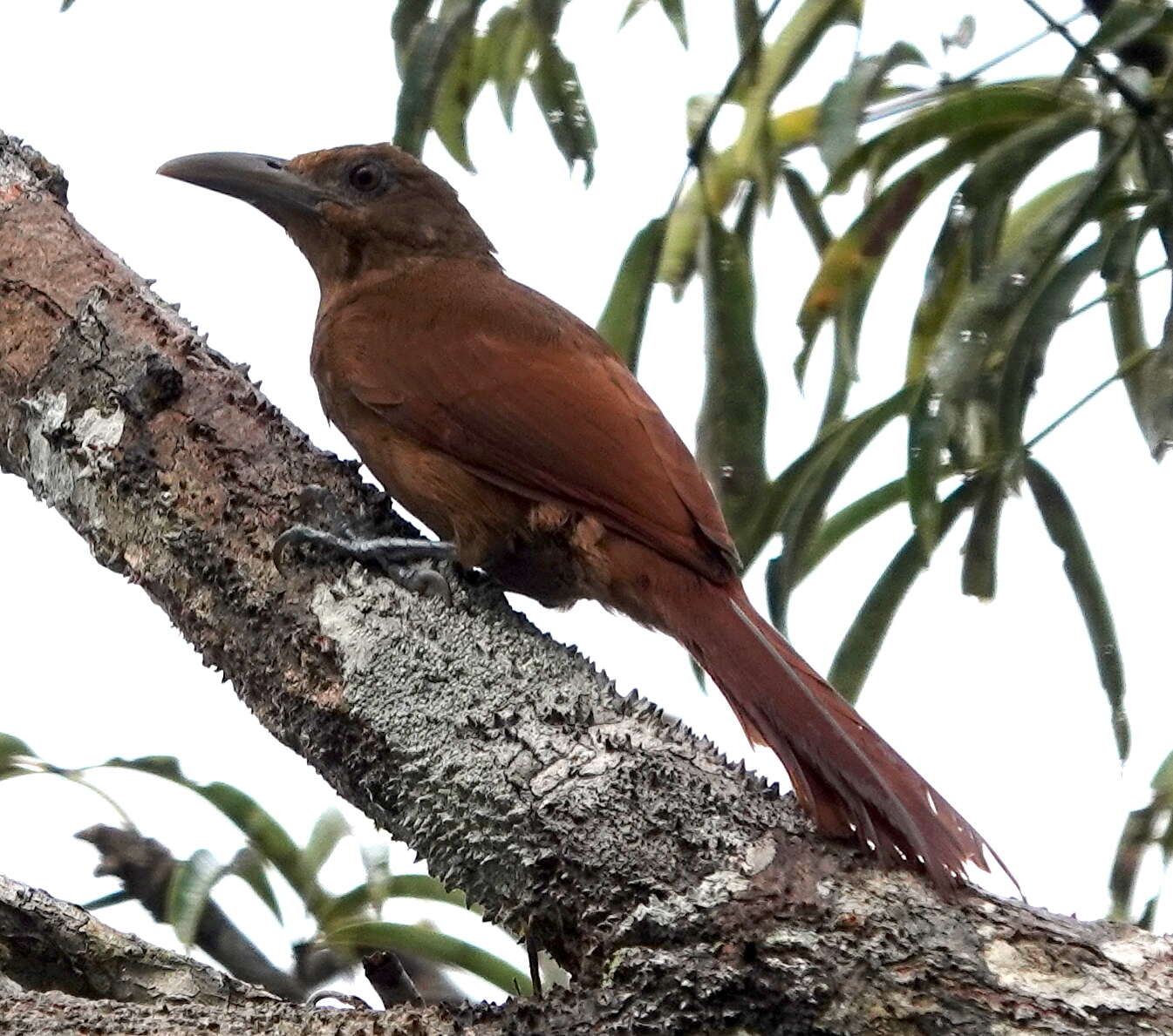 Dendrexetastes rufigula devillei (Lafresnaye 1850)的圖片