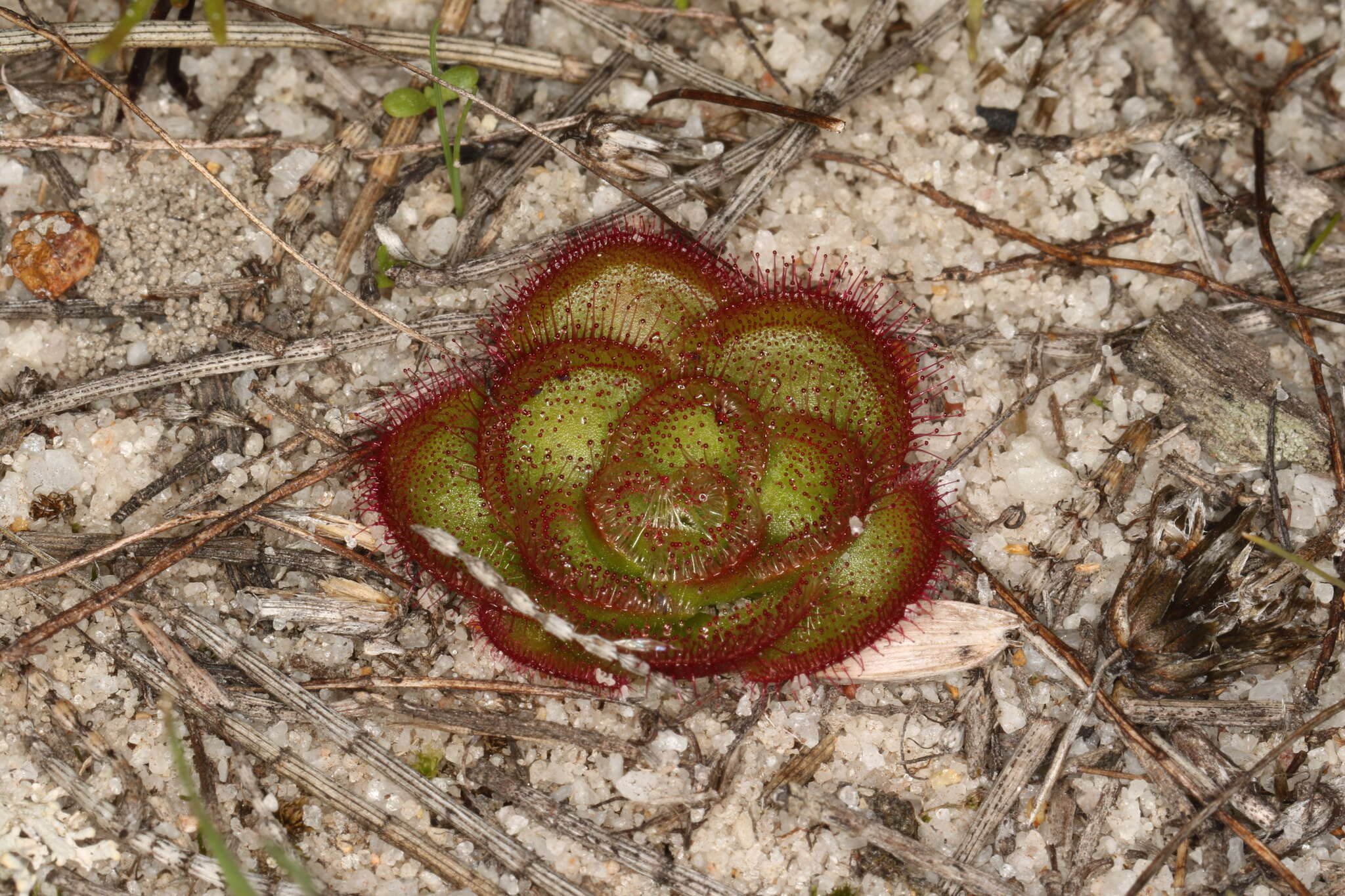 صورة Drosera zonaria Planch.