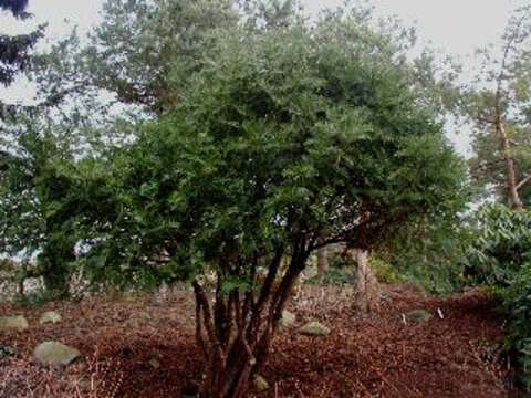 Imagem de Cephalotaxus harringtonii (Knight ex J. Forbes) K. Koch