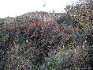 Imagem de Hippophae rhamnoides L.