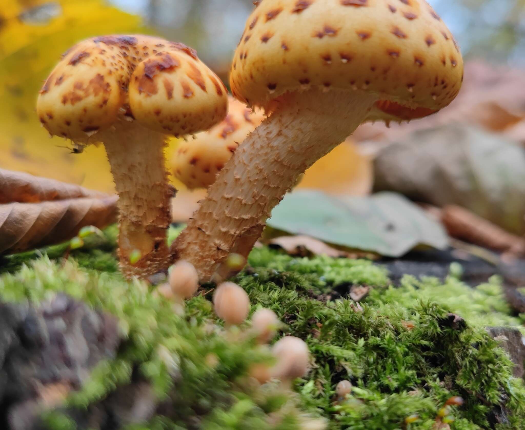 Image of Pholiota adiposa (Batsch) P. Kumm. 1871