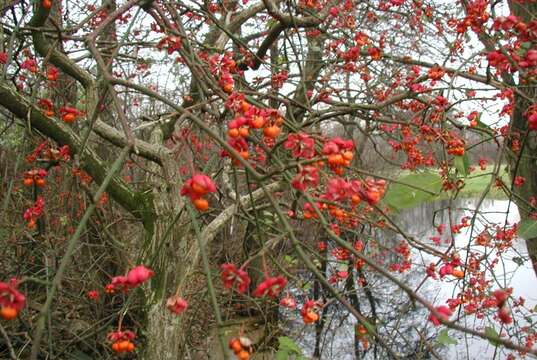 Image of Common spindle tree