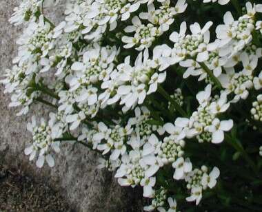 Plancia ëd Iberis sempervirens L.