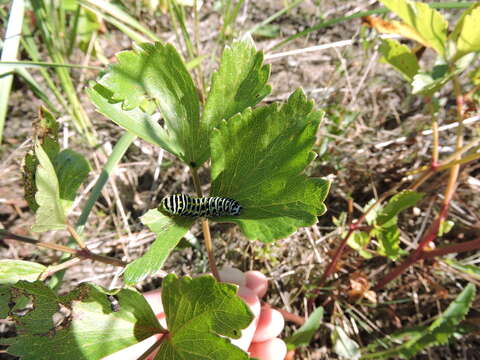 Image of Short-tailed Swallowtail