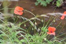 Image of corn poppy