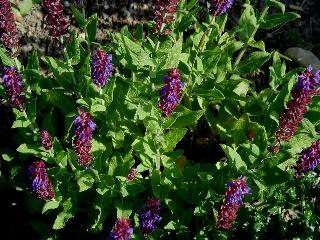 Imagem de Salvia nemorosa L.