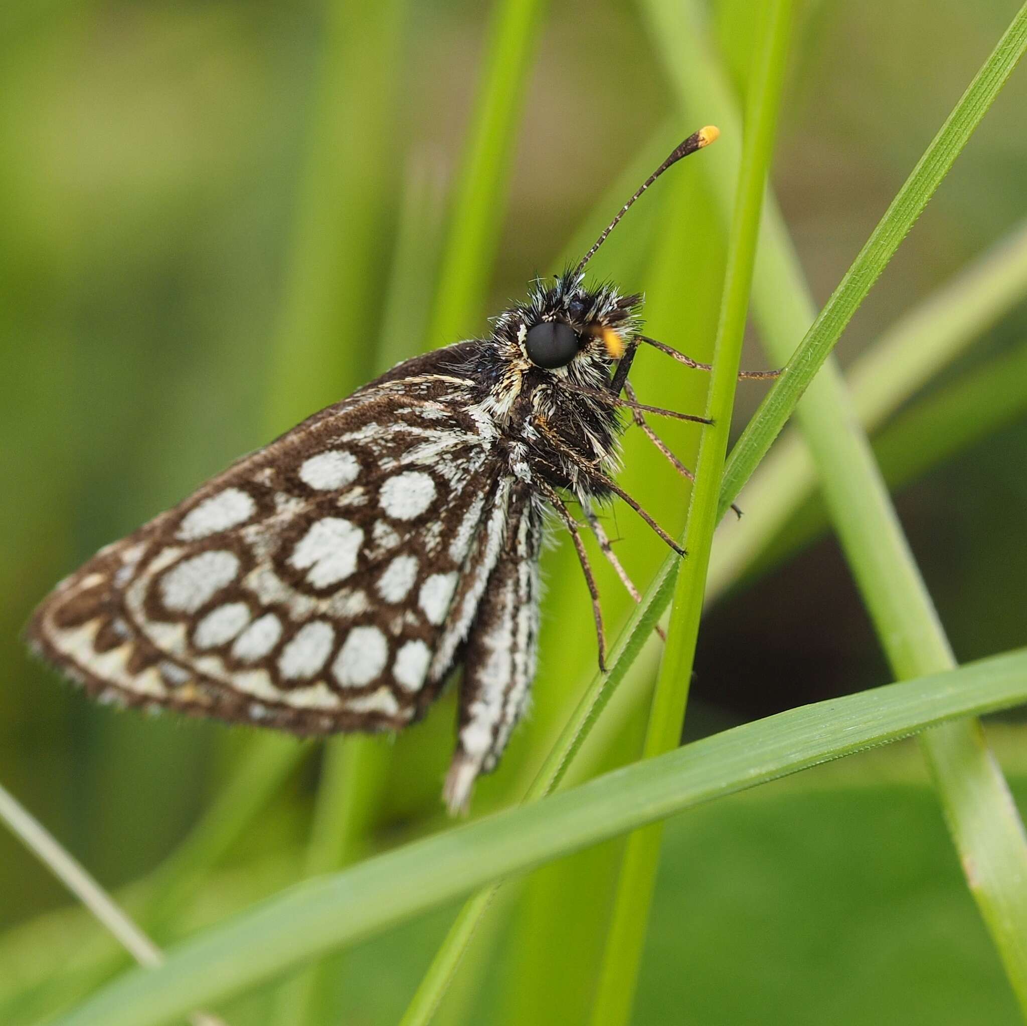 Imagem de Heteropterus