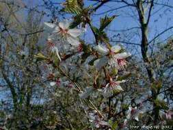 Prunus incisa C. P. Thunb. ex A. Murray resmi