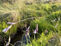 صورة Dierama mossii (N. E. Br.) Hilliard