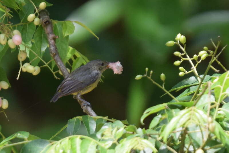 Image of Orange-bellied Flowerpecker