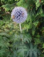 Image of southern globethistle