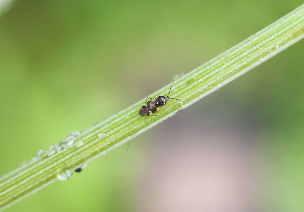 Image de Orthops basalis (A. Costa 1853)