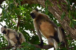 Image of Northern plains gray langur