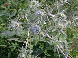 Imagem de Eryngium planum L.