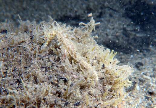 Image of Long-snouted Seahorse