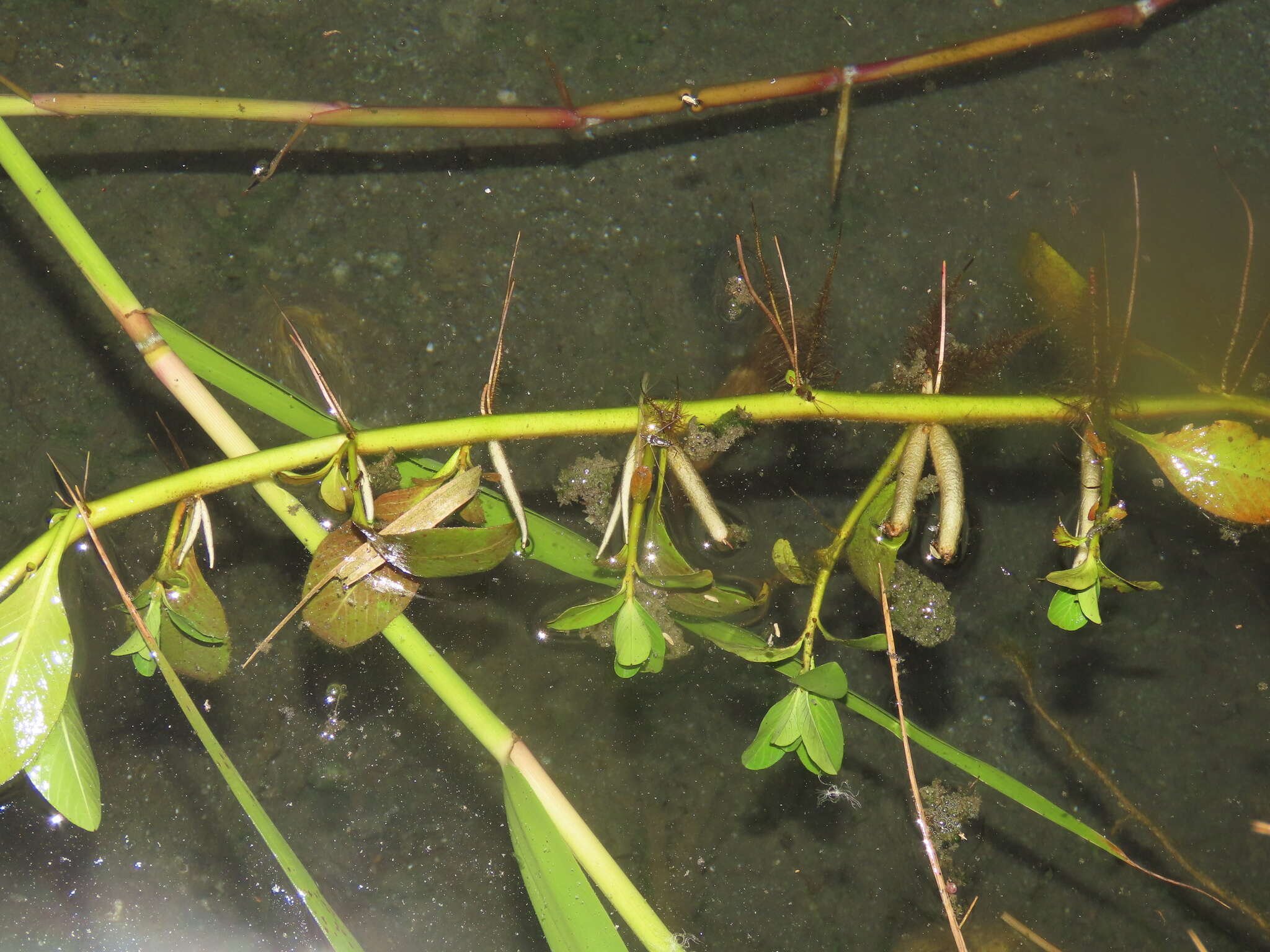 Image of Ludwigia taiwanensis C. I. Peng