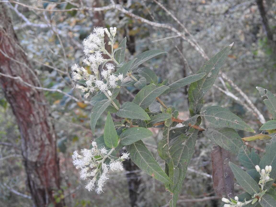 Sivun Chromolaena glaberrima (DC.) R. King & H. Rob. kuva