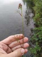 Imagem de Ostericum tenuifolium (Pall. ex Spreng.) Y. C. Chu