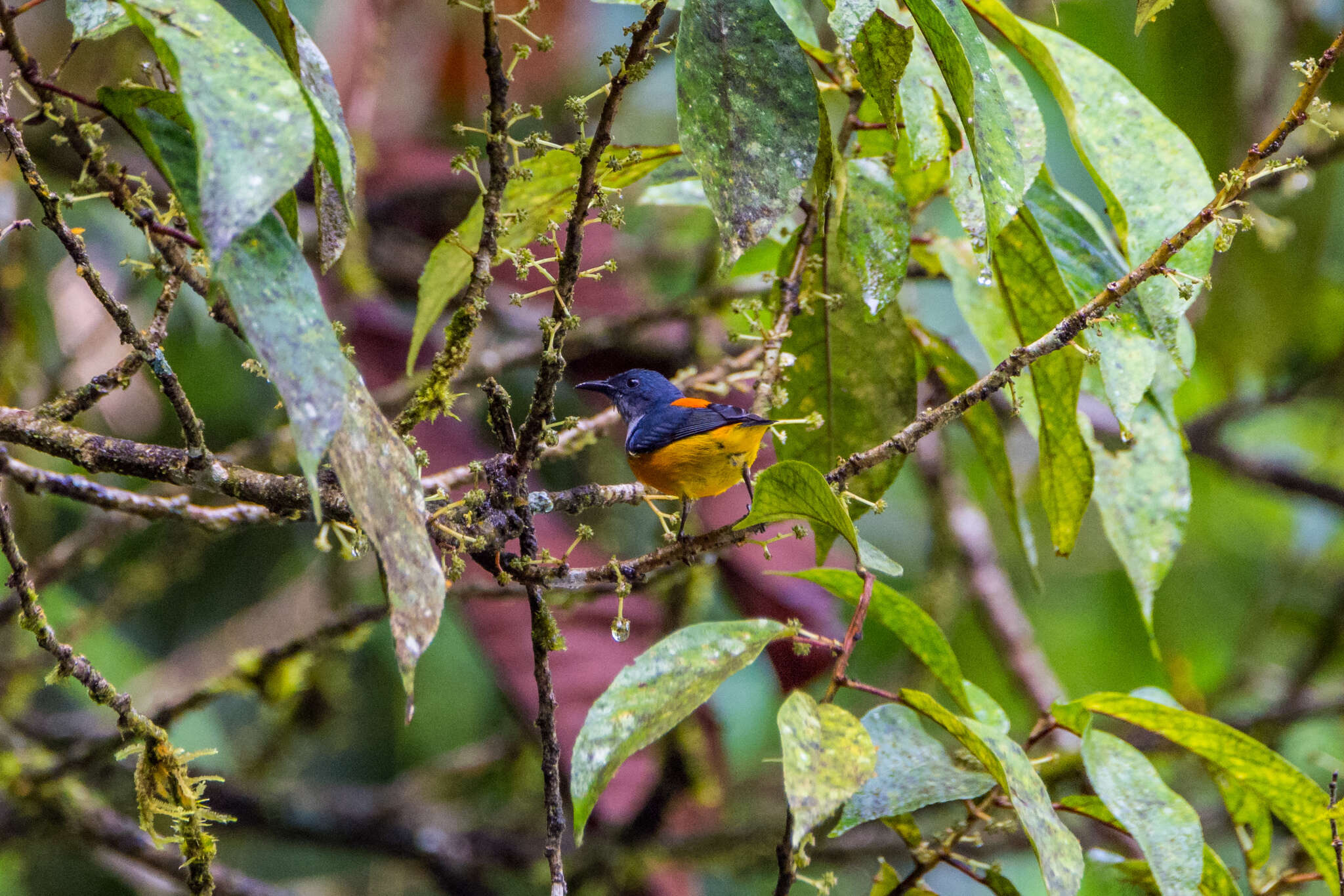 Image of Orange-bellied Flowerpecker