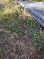 Image of False Boronia