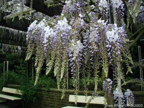 Image of Chinese wisteria