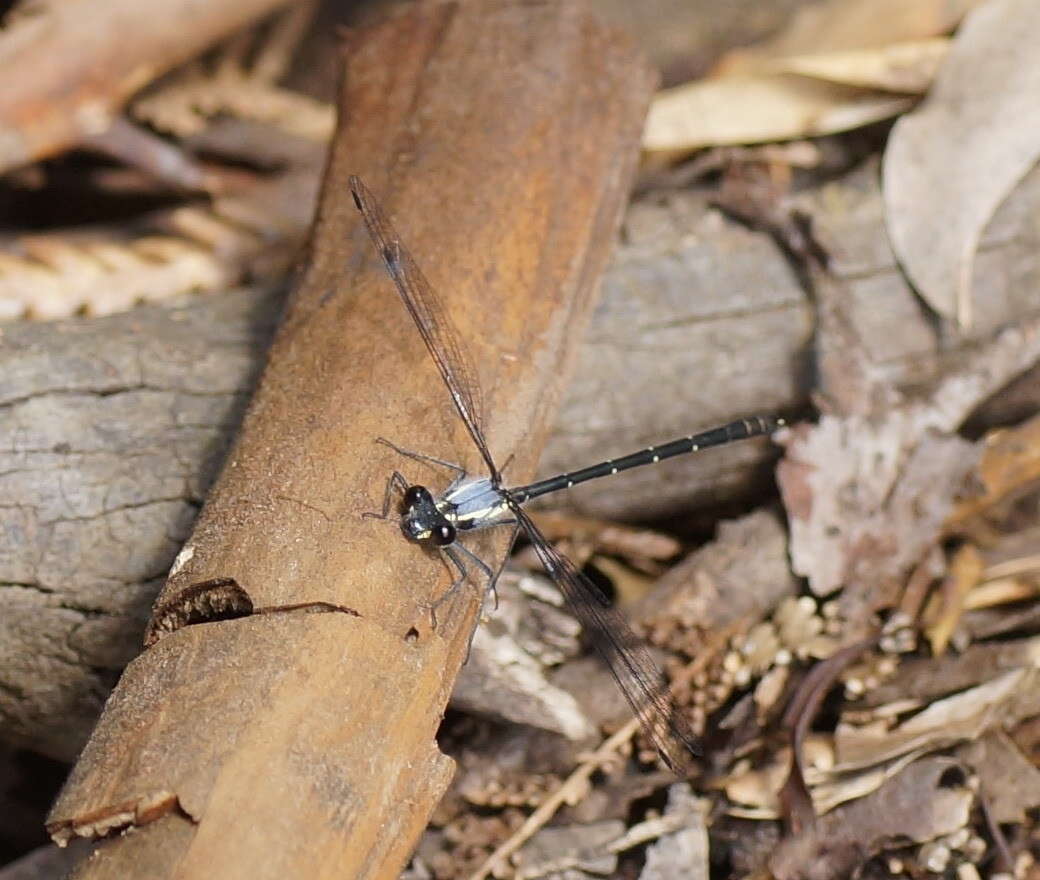 Image de Austroargiolestes calcaris (Fraser 1958)