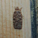 Image of Agonopterix ferocella Chrétien 1910