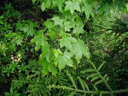 Image of Caucasian Spruce