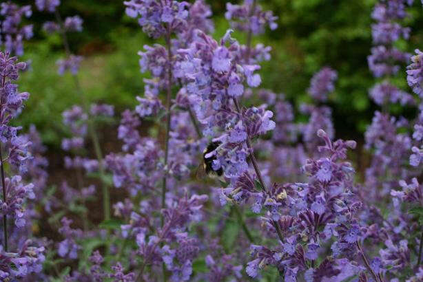 Imagem de Nepeta faassenii Bergmans ex Stearn