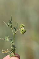 Imagem de Medicago rotata Boiss.