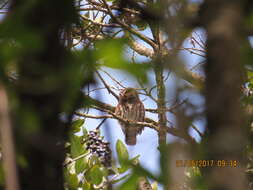 Image of Andean Pygmy Owl