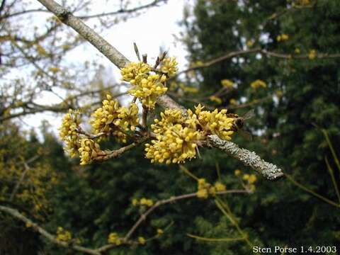 Image of Cornelian cherry dogwood